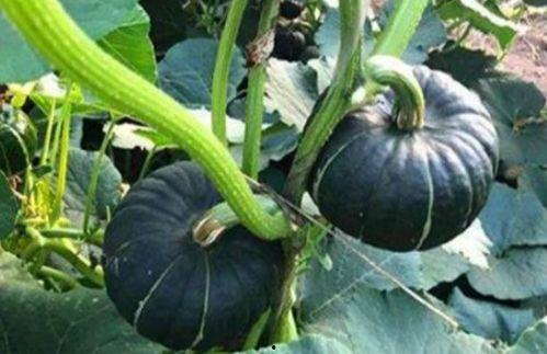 青岛吃瓜网红是谁啊,揭秘青岛网红界的“瓜王”